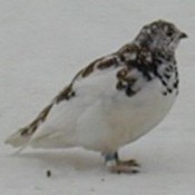 White-tailed Ptarmigan